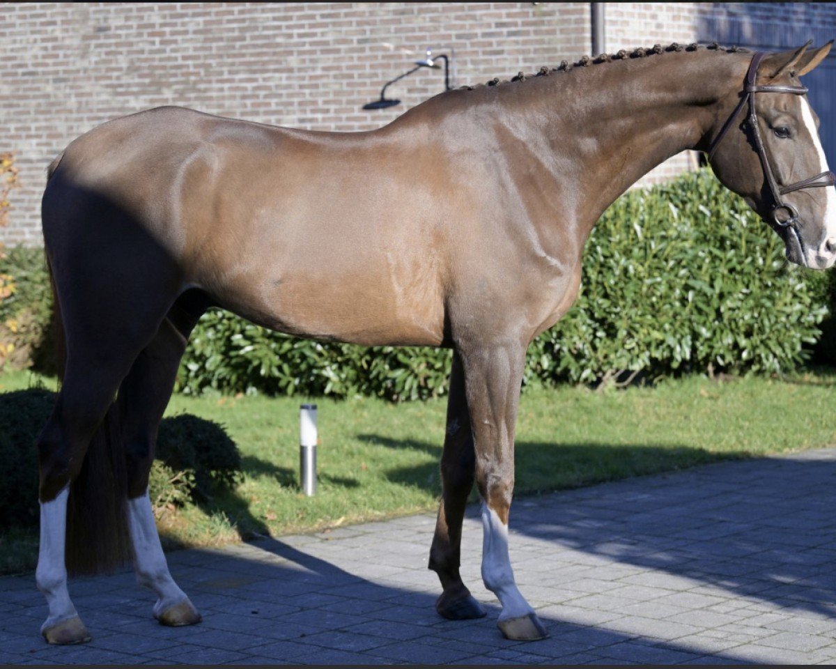 jumper G.Nuriel Z (Zangersheide riding horse, 2018, from Ganzelot)