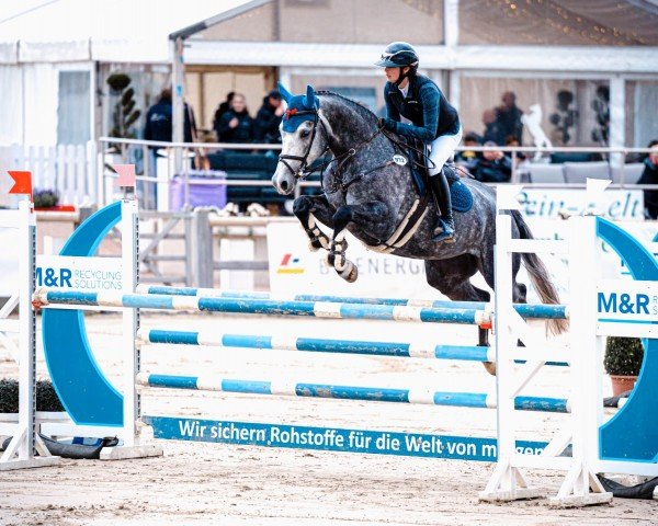 Springpferd Honey di Vitara (Deutsches Sportpferd, 2019, von HICKSTEAD WHITE)