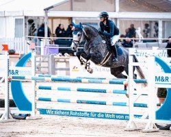 jumper Honey di Vitara (German Sport Horse, 2019, from HICKSTEAD WHITE)