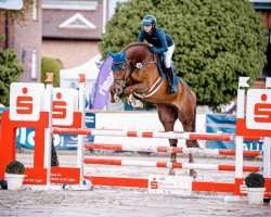 broodmare Vitaras Highlight (Westphalian, 2018, from HICKSTEAD WHITE)