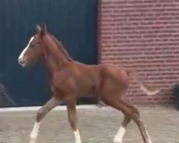 horse Viva Valhalla S (Westphalian, 2024, from Viva Vegas)