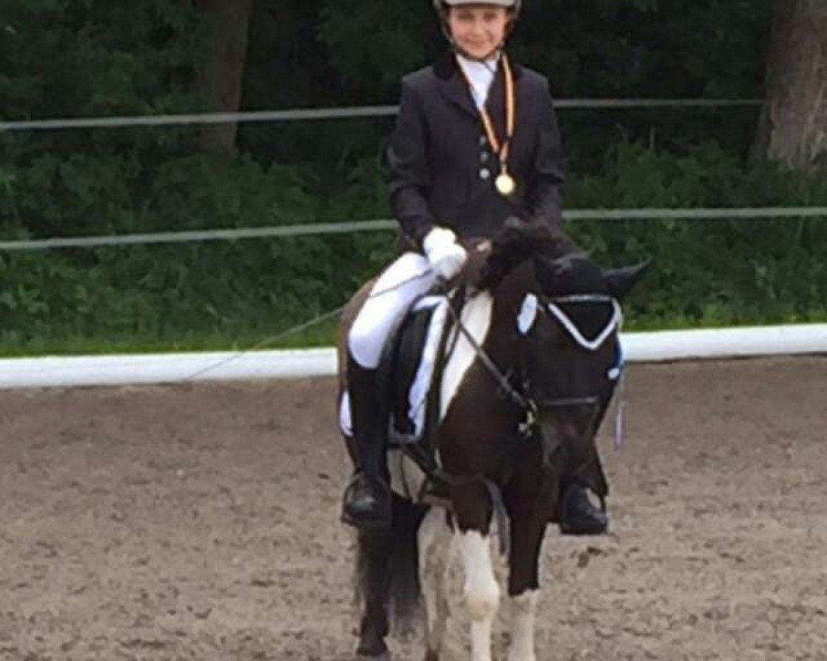 dressage horse Ceri v.H. Klapbos (Shetland Pony, 2009)