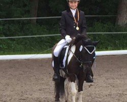 dressage horse Ceri v.H. Klapbos (Shetland Pony, 2009)