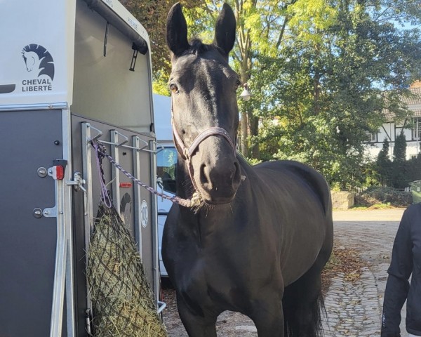 jumper Gipsy 1196 (Sachs-door. Heavy Warmbl., 2012, from Celsius)