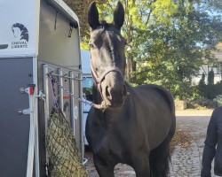 jumper Gipsy 1196 (Sachs-door. Heavy Warmbl., 2012, from Celsius)