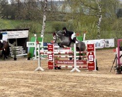 jumper Fairy 37 (German Riding Pony, 2017, from Basall)