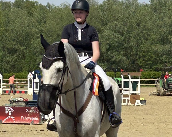 jumper Celestino 20 (German Sport Horse, 2011, from Cellestial)