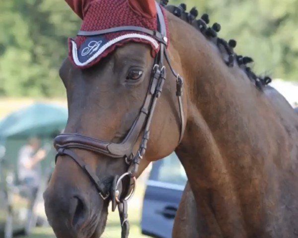 jumper Cayenne 262 (Zweibrücken, 2010, from Claudino)
