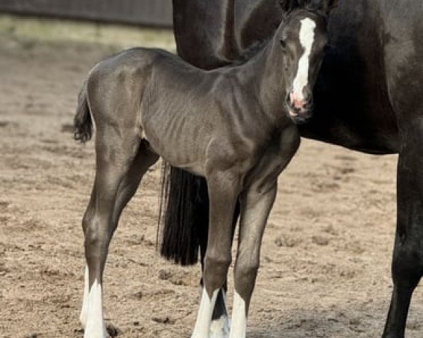 stallion Hengst v. Cafe (Oldenburg, 2024, from Cafe au lait 2)