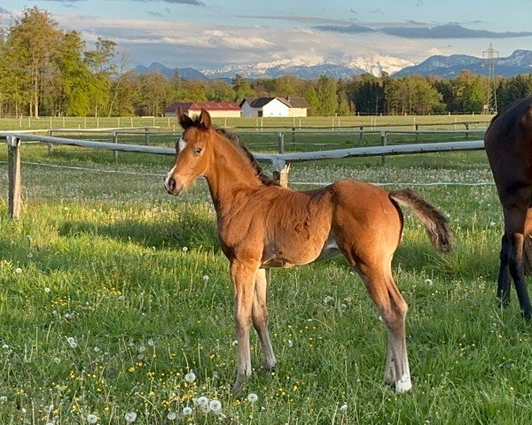 stallion El Cumbanchero FH (Austrian Warmblood, 2024, from Escamillo)