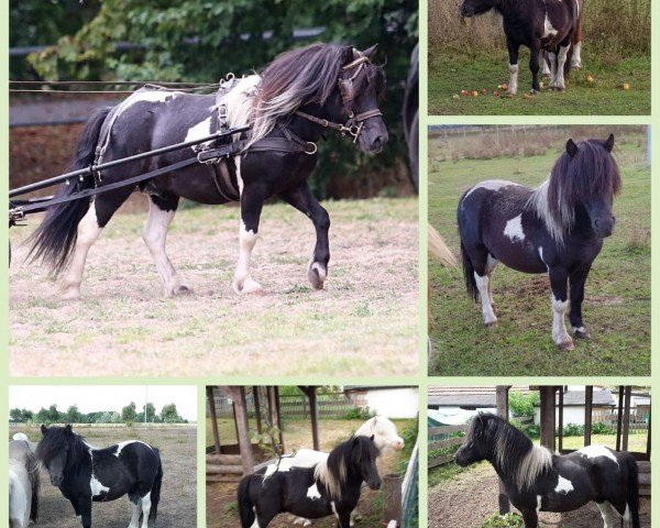 Deckhengst Valesko von Salza (Shetland Pony, 2019, von Vasko vom Ellernbrook)