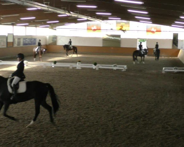 Reitturnier Hildesheim-Steuerwald 2024