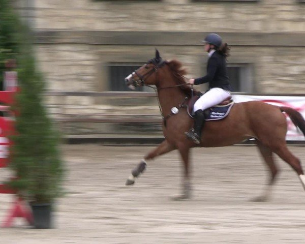 Reitturnier Hildesheim-Steuerwald 2024