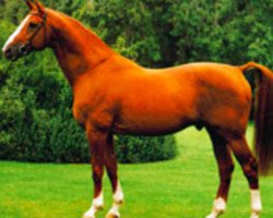 Deckhengst Lys de Darmen (Selle Français, 1977, von Et Hop AA)
