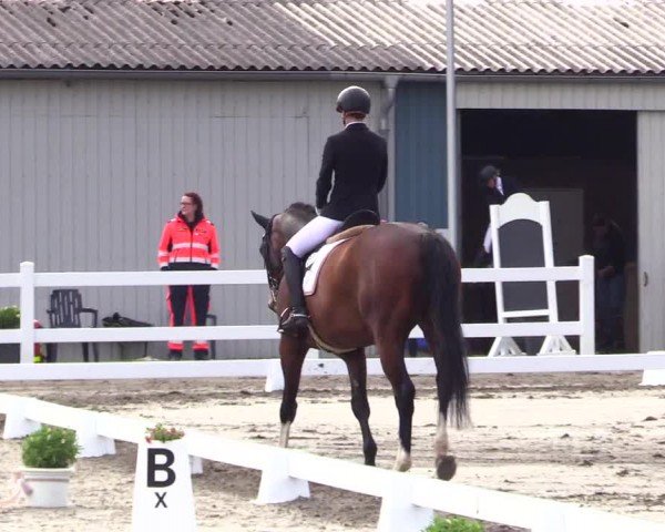 Reitturnier Dressurturnier Mildstedt 2024