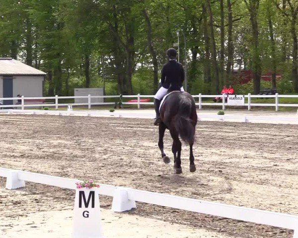 Reitturnier Dressurturnier Mildstedt 2024