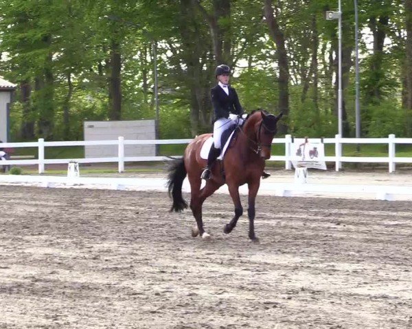 Reitturnier Dressurturnier Mildstedt 2024