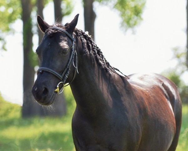 horse Taifun (German Riding Pony, 2009, from Mr. Tarek)