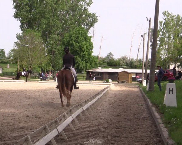 Reitturnier Derenburg 2024