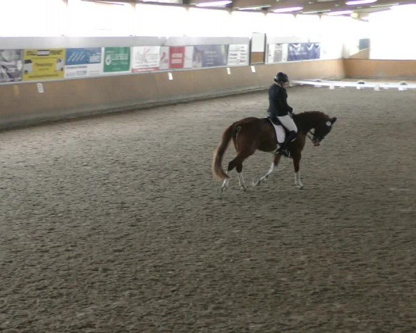 Reitturnier Hildesheim-Steuerwald 2024