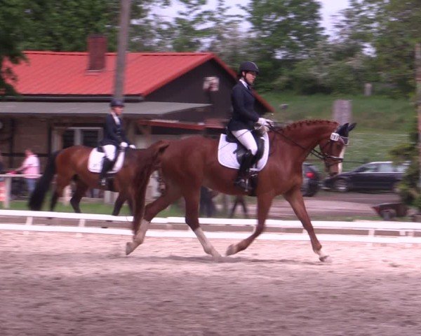 Reitturnier Derenburg 2024