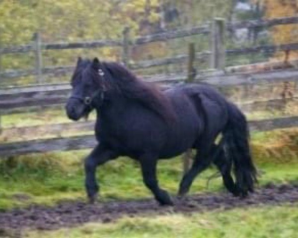 Deckhengst On The Rocks of Marshwood (Shetland Pony, 1979, von Gletness Rockall)