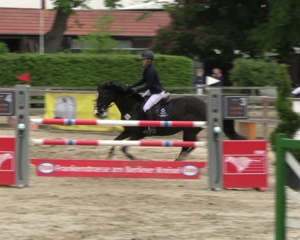 Reitturnier Hildesheim-Steuerwald 2024