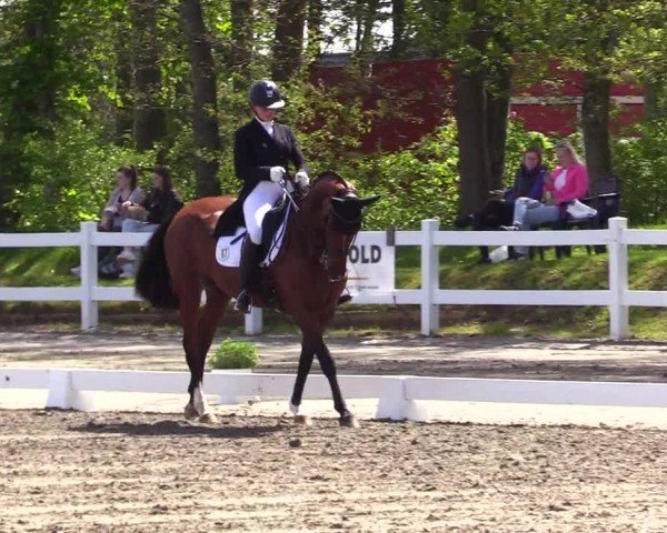 Reitturnier Dressurturnier Mildstedt 2024
