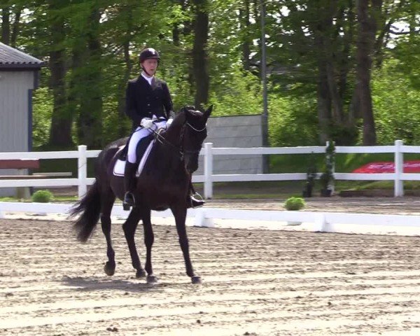 Reitturnier Dressurturnier Mildstedt 2024