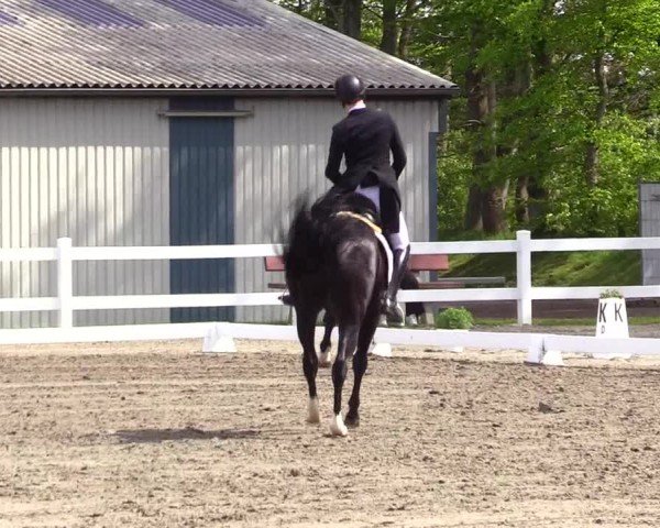 Reitturnier Dressurturnier Mildstedt 2024