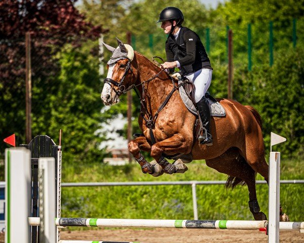 Cavallo da salto Bentley 101 (Hannoveriano, 2011, di Balou du Rouet)