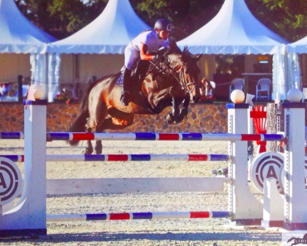 broodmare Costina (Holsteiner, 2008, from Cassini I)