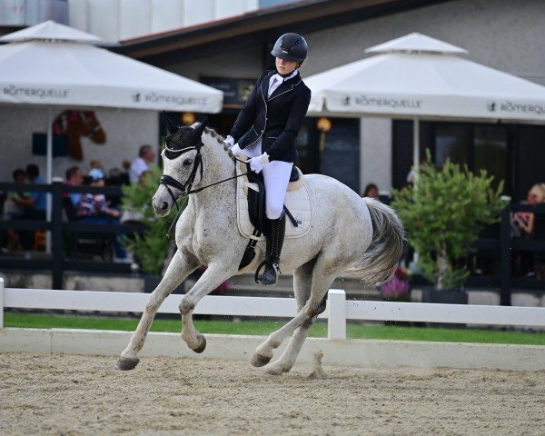 dressage horse Supernova 2 (unknown, 2017) dressage horse Supernova 2 (unknown, 2017)