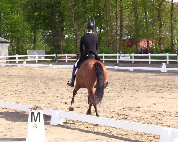 Reitturnier Dressurturnier Mildstedt 2024