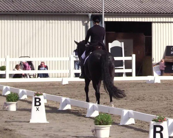 Reitturnier Dressurturnier Mildstedt 2024