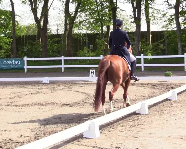 Reitturnier Dressurturnier Mildstedt 2024