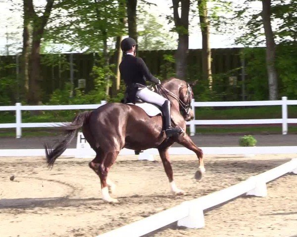 Reitturnier Dressurturnier Mildstedt 2024