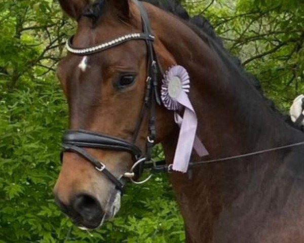 dressage horse Fanta G (Oldenburg, 2019, from Feinrich)