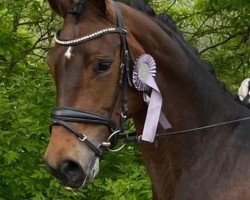 dressage horse Fanta G (Oldenburg, 2019, from Feinrich)