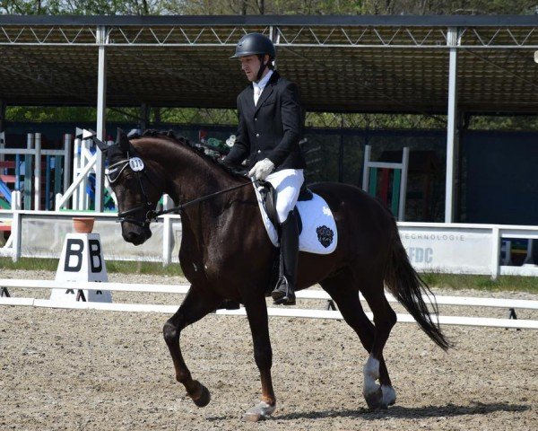 horse Quentin (Hanoverian, 2020, from Q-Sieben OLD)