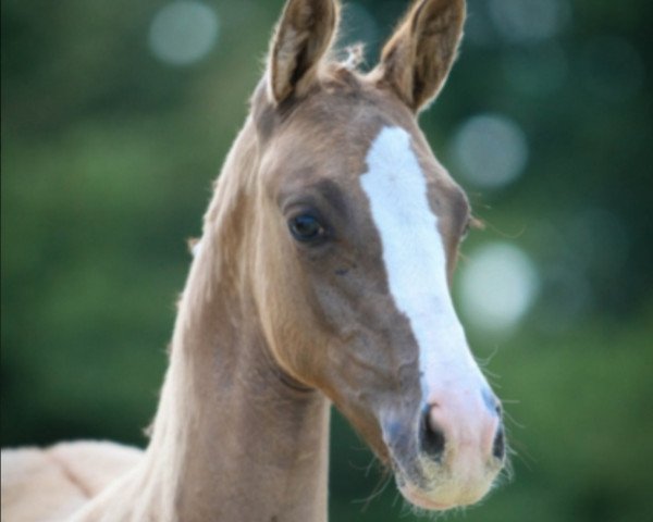 horse Censation S (German Riding Pony, 2021, from DSP Cosmo Royale)