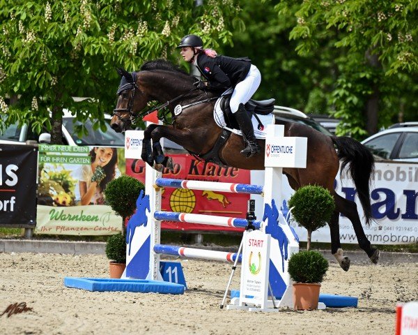 jumper Conte K (Holsteiner, 2014, from Connor 48)