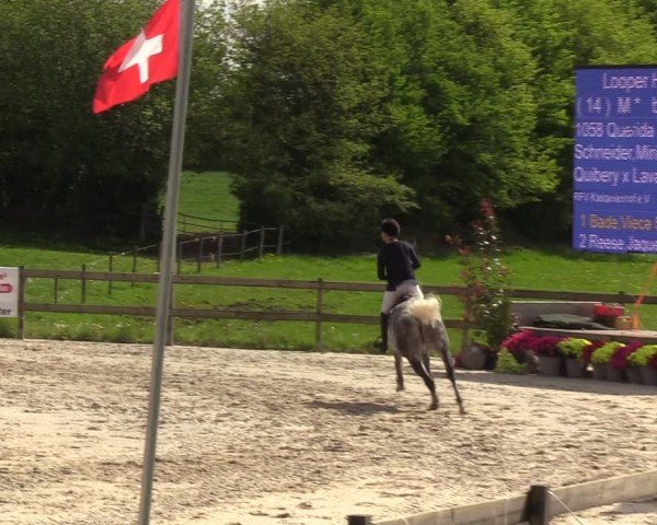 Reitturnier Looperholzer Turniertage 2024