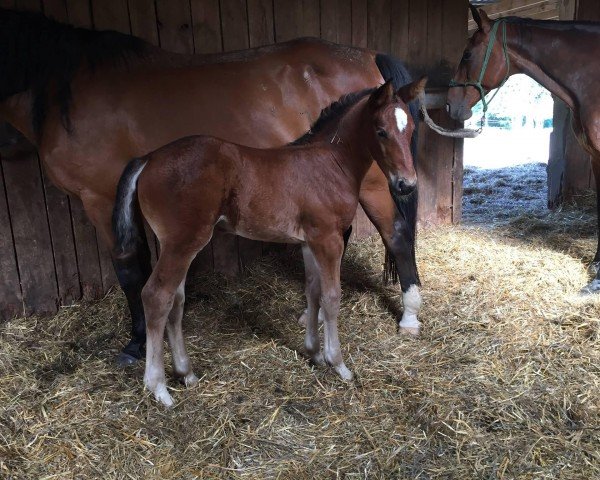 Springpferd Tinkabell von Braunberg Z (Zangersheide Reitpferd, 2016, von Twilight 35)