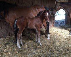 jumper Tinkabell von Braunberg Z (Zangersheide riding horse, 2016, from Twilight 35)