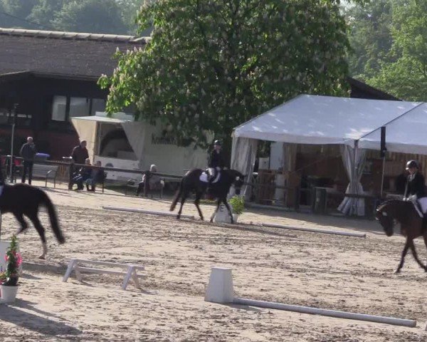 Reitturnier Havixbeck 2024