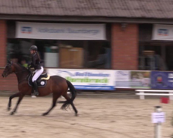 Reitturnier Havixbeck 2024