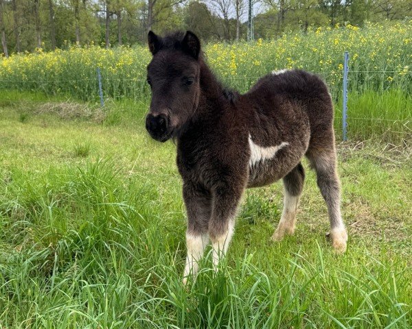 horse Kleiner Prinz von der Marien-Quelle (Shetland Pony, 2024, from Kapsones van Stal het Noordereind)