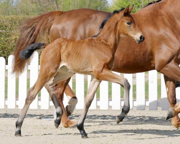 horse Ma Belle JD (Westphalian, 2022, from Maxim - N)