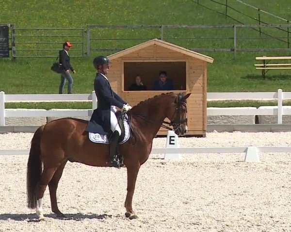 Reitturnier Gut Bohmerhof-Wackersberg/Obb. 2024